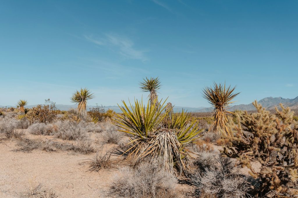 The Transformative Power of Deserts: Lessons from Barren Landscapes